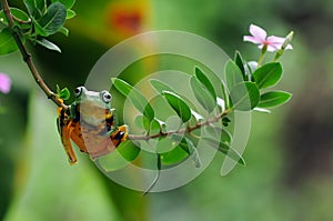 Frog on a leaf, tree frog, flying frog,