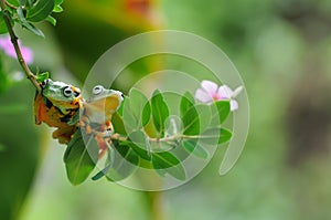 Frog on a leaf, tree frog, flying frog,