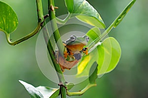 Frog on a leaf, tree frog, flying frog,