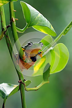 Frog on a leaf, tree frog, flying frog,