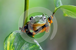 Frog on a leaf, tree frog, flying frog,