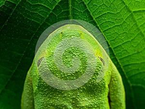Tree Frog on Leaf