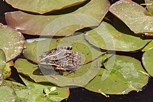 A frog on leaf of water lily