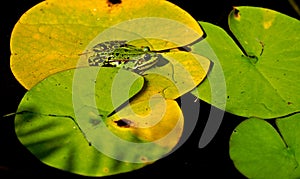 A frog on the leaf of a water lily