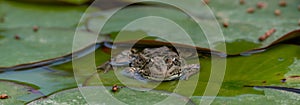 frog leaf water lily banner. A small green frog is sitting at the edge of water lily leaves in a pond