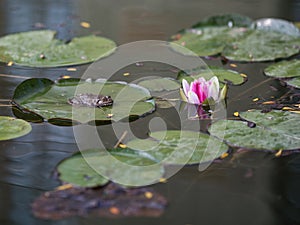 Frog on leaf of water lily