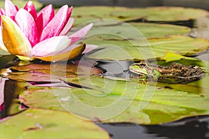 Frog on a leaf of a water lily in a pond near a lily flower. Beautiful nature