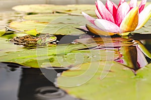 Frog on a leaf of a water lily in a pond near a lily flower. Beautiful nature