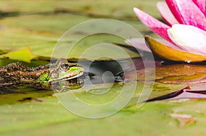 Frog on a leaf of a water lily in a pond near a lily flower. Beautiful nature