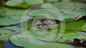 frog leaf water lily. A small green frog is sitting at the edge of water lily leaves in a pond