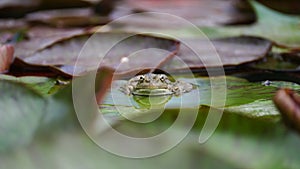 frog leaf water lily. A small green frog is sitting at the edge of water lily leaves in a pond