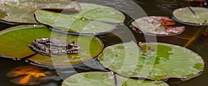 frog leaf water lily. A small green frog is sitting at the edge of water lily leaves in a pond