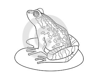 Frog on a leaf of a water lily - a vector linear picture for a coloring book, logo or pictogram. Outline. Toad or frog, small amph