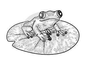 Frog on leafsketch vector illustration