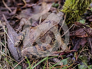 Frog on leaves