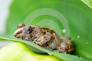 Frog on the leaves