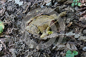 Frog in leaves near Bratislava