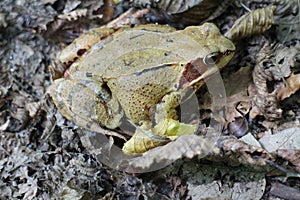 Frog in leaves near Bratislava