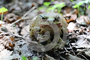 Frog in leaves near Bratislava