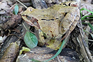 Frog in leaves near Bratislava
