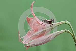 A frog leg beetle is foraged in a striped barbados lily flower arrangement.