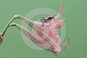 A frog leg beetle is foraged in a striped barbados lily flower arrangement.