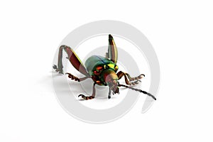 A frog leg beetle Sagra sp on white background