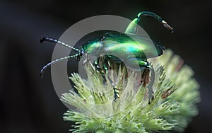 The frog-legged leaf beetle on the hyptis capitata bud.