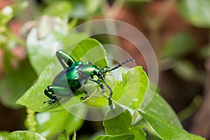 Frog Legged Leaf Beetle Sagra buqueti photo