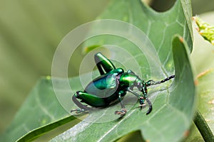Frog Legged Leaf Beetle Sagra buqueti photo