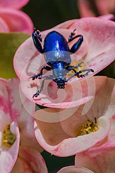 Frog Legged Leaf Beetle Sagra buqueti photo