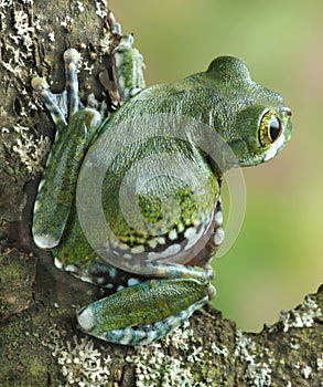 Frog Leptopelis vermiculatus