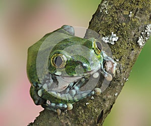 Frog Leptopelis vermiculatus