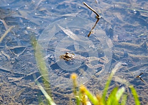 frog lies in the swamp water and sticks the head out to the sun