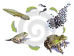 Frog life cycle