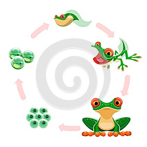 Frog life cycle. Amphibian growth development stages eggs or frogspawn, embryos, tadpole, froglet, adult frog. Frogs