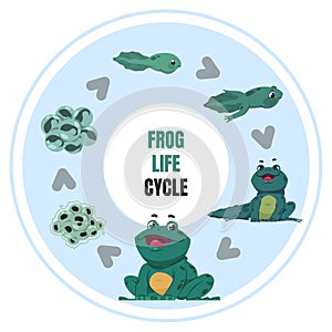 Frog life cycle. Amphibian metamorphosis diagram. Toad ontogenesis. Development from frogspawn reproduce to tadpoles