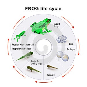 Frog life cycle. Amphibian Metamorphosis. photo