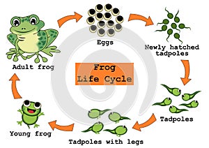 Frog Life Cycle Concept photo