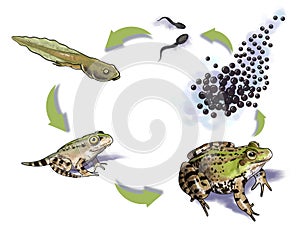 Frog life cycle photo