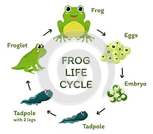 Frog life cycle educational poster template with arrows and place for text vector flat illustration