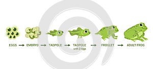 Frog life cycle. Egg masses, tadpole, froglet, frog metamorphosis. Wild water animals, evolution development toads