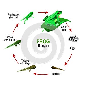 Frog life cycle from eggs and Tadpoles to Froglet with short tail and adult Amphibia