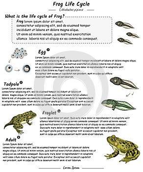 Frog life cycle with explanation template