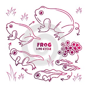 Frog Life Cycle hand drawn Illustration