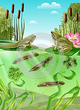 Frog Life Cycle Realistic Image