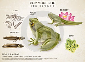 Frog Life Cycle Retro Poster