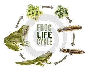 Frog Life Cycle Set