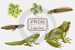 Frog Life Cycle Set photo