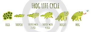 Frog life cycle. Stages development and growth of toad, water animal transforming stages, funny amphibians age changes photo